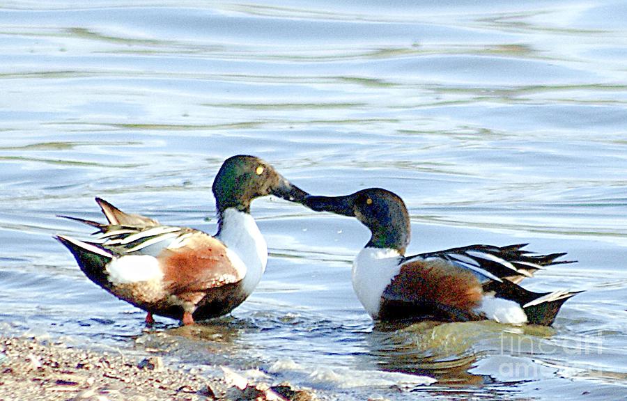 Two Ducks Kissing Photograph by John  Kolenberg