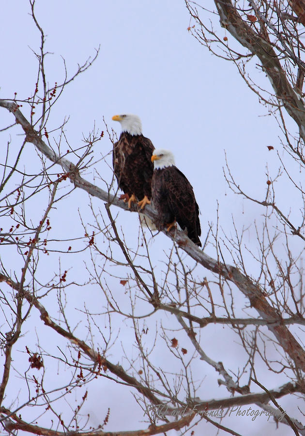 Two Eagles are Better than One Photograph by PJQandFriends Photography