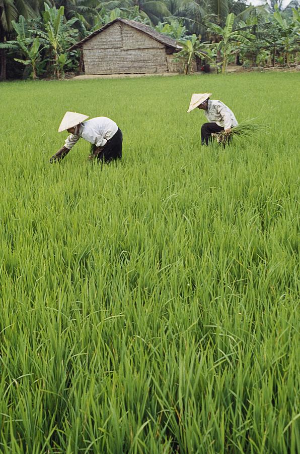 Vertical Photograph - Two Farmers In Rice Paddy by Axiom Photographic