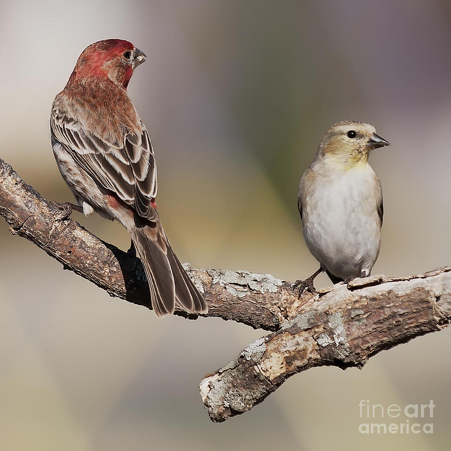 Two Finches Photograph by Art Whitton
