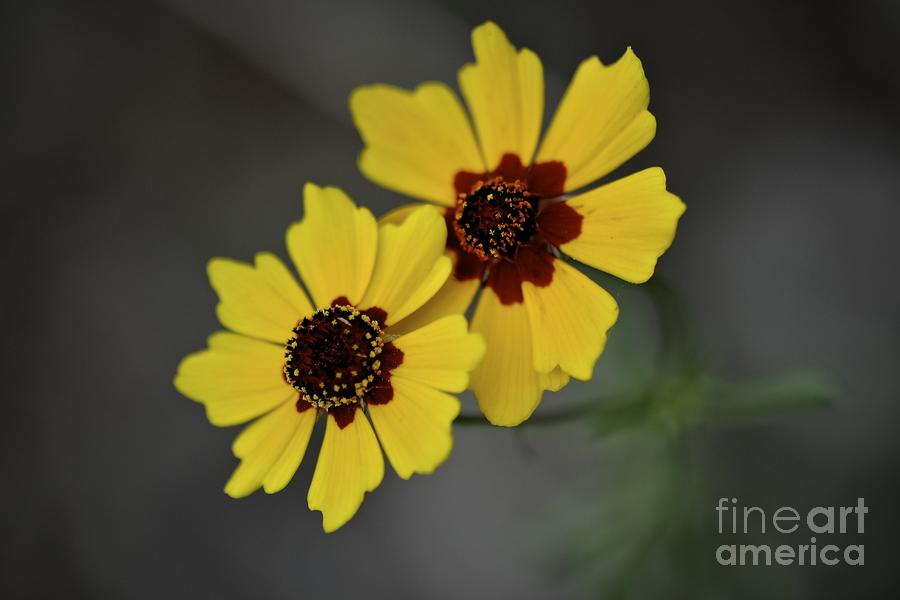 Two Flowers Photograph by Sherry Davis