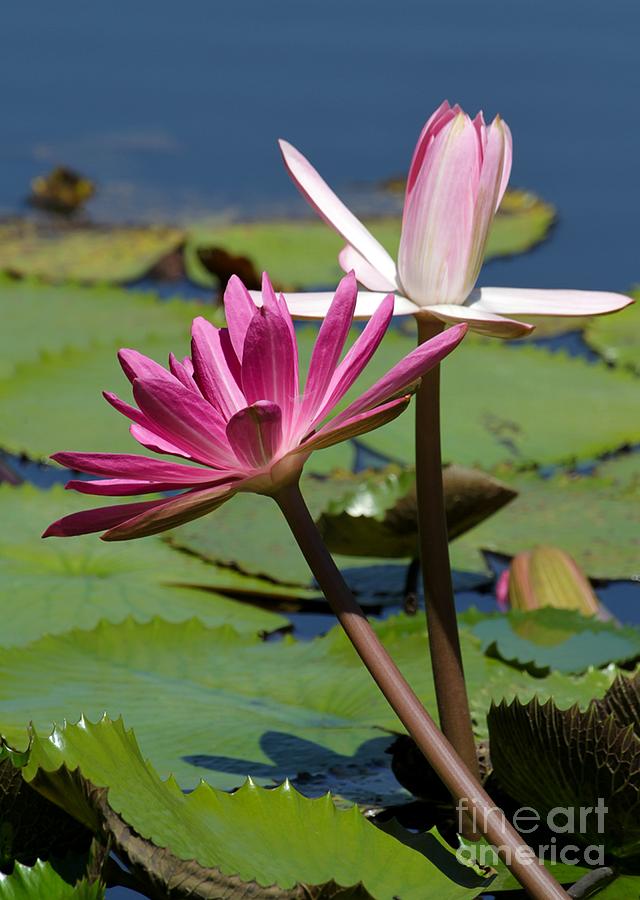 Flower Photograph - Two Graceful Water Lilies by Sabrina L Ryan