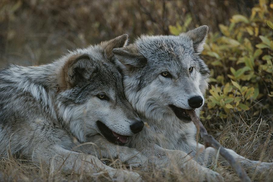 Two Gray Wolves, Canis Lupus, Rest Photograph by Jim And Jamie Dutcher