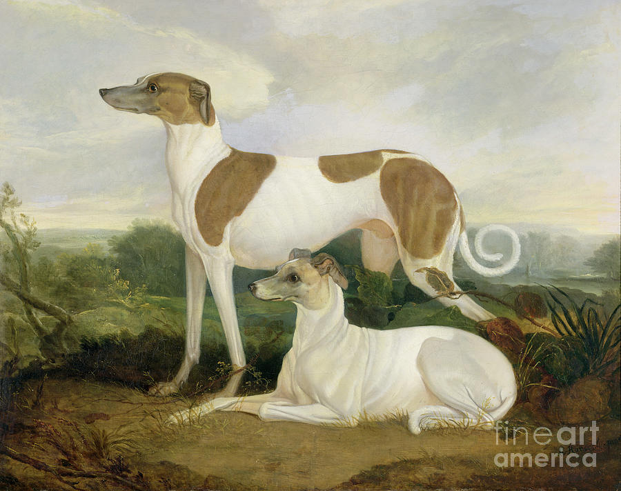 Cat Photograph - Two Greyhounds in a Landscape by Charles Hancock
