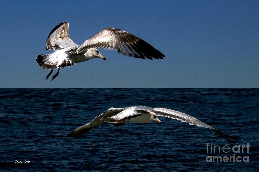 Two Gulls Digital Art by Dale   Ford