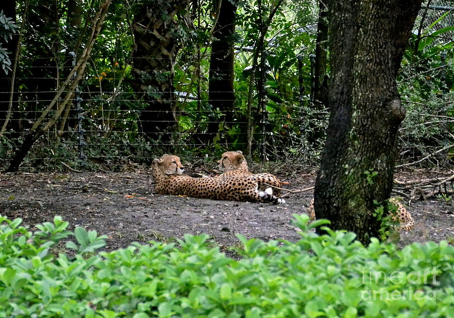 Two Headed Cheetah Photograph by Carol  Bradley