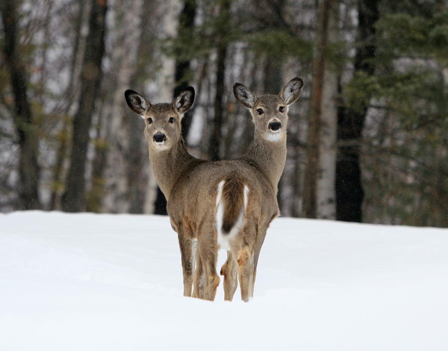 Two Headed Deer Photograph by Gord Patterson - Pixels