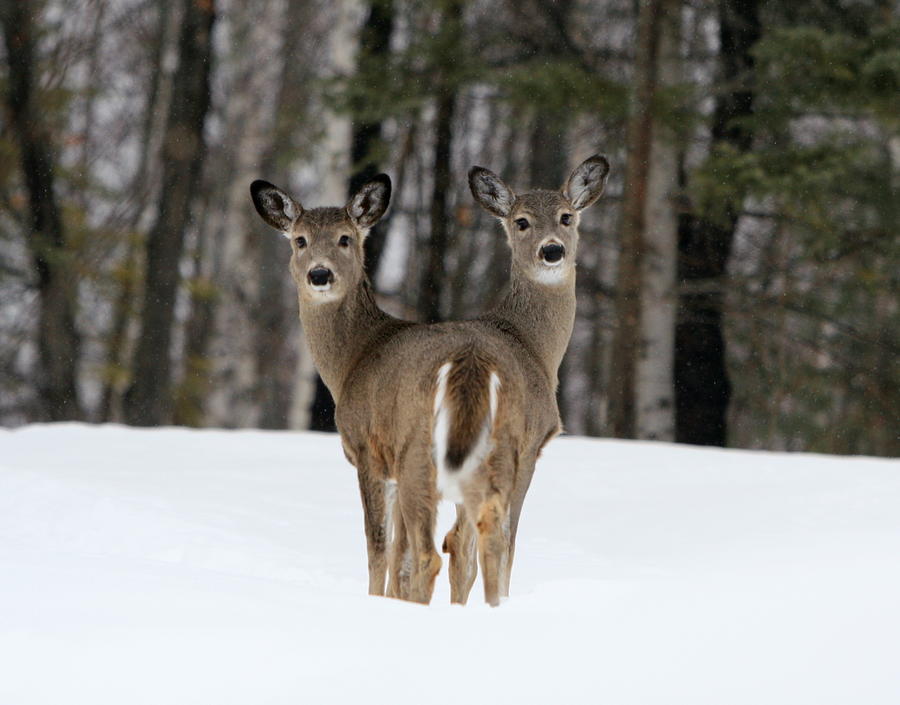 Two Headed Deer Photograph by Gord Patterson