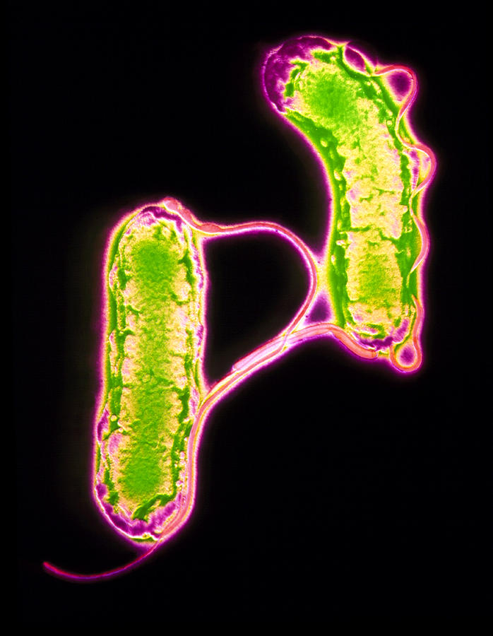 Helicobacter Pylori Photograph - Two Helicobacter Pylori Bacteria by A.b. Dowsett