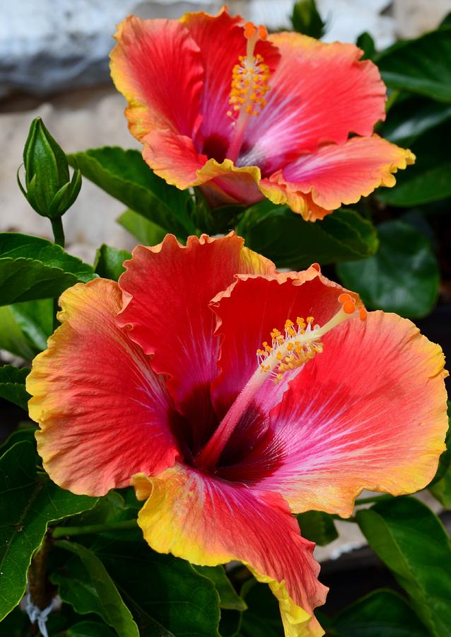 Flowers Still Life Photograph - Two Hibiscus by Ami Tirana