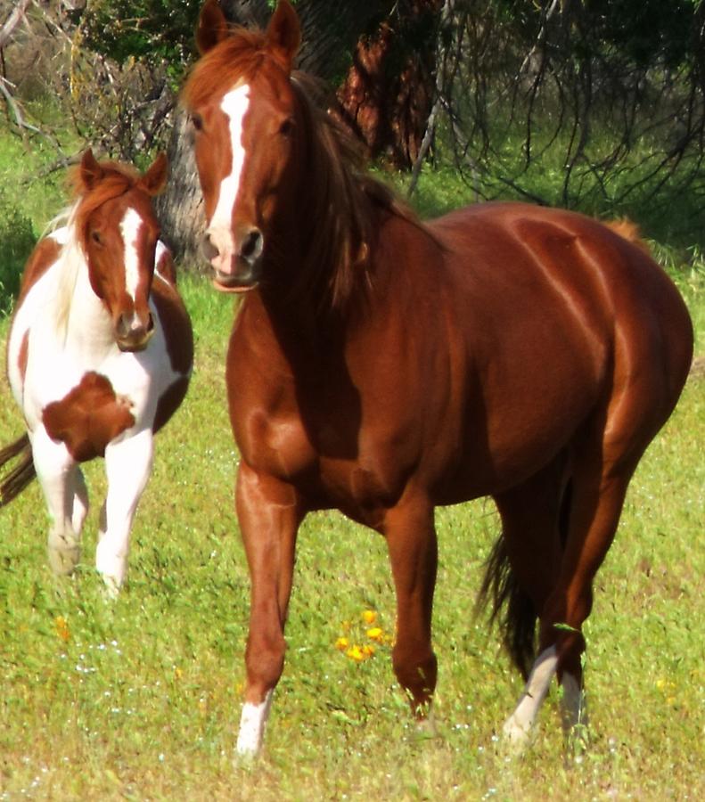 Horse Photograph - Two Horses in Summer by Cherokee Blue