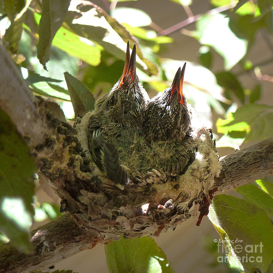 Animal Photograph - Two Hummingbird Babies in a Nest 3 by Xueling Zou