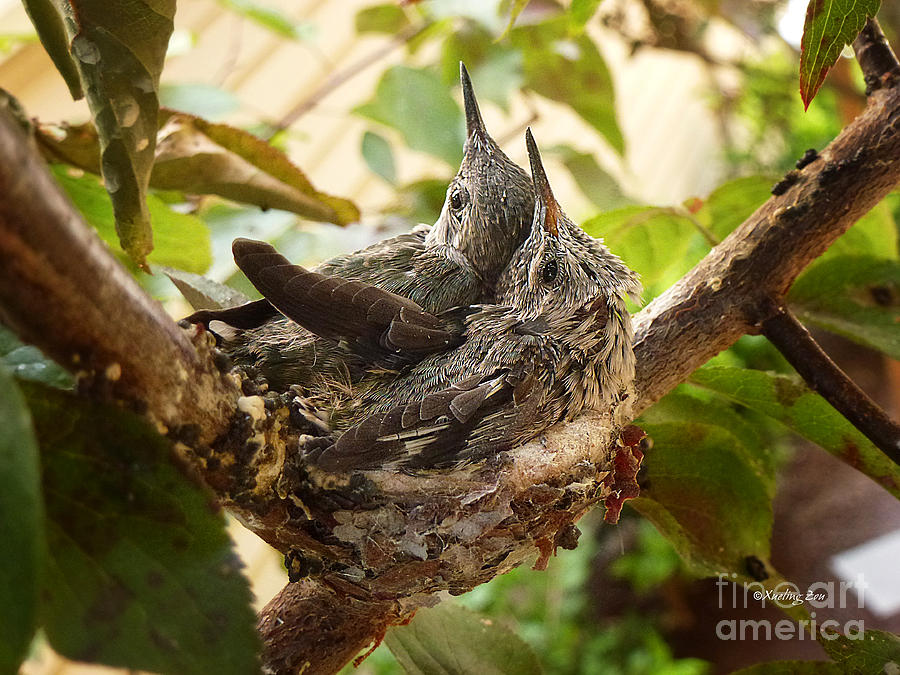 Two Hummingbird Babies in a Nest 4 Photograph by Xueling Zou