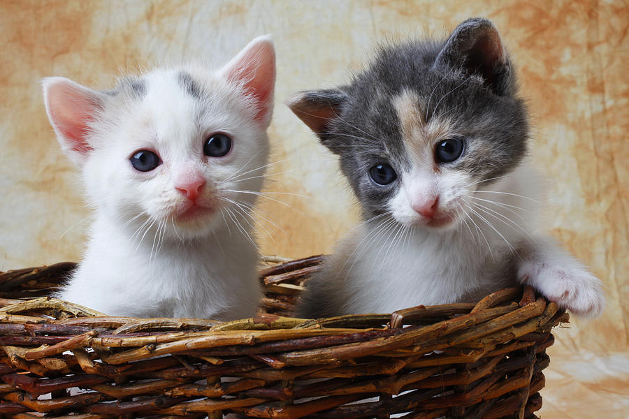 Two kittens in basket Photograph by Garry Gay