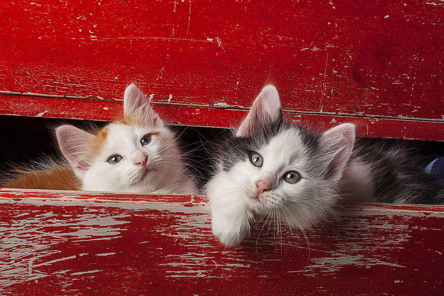 Two kittens in red drawer Photograph by Garry Gay