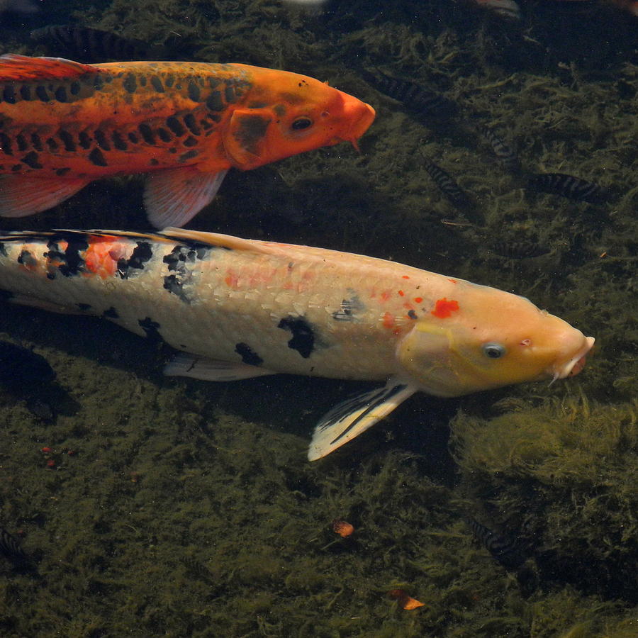 Two Koi Fish Photograph by Kirsten Giving