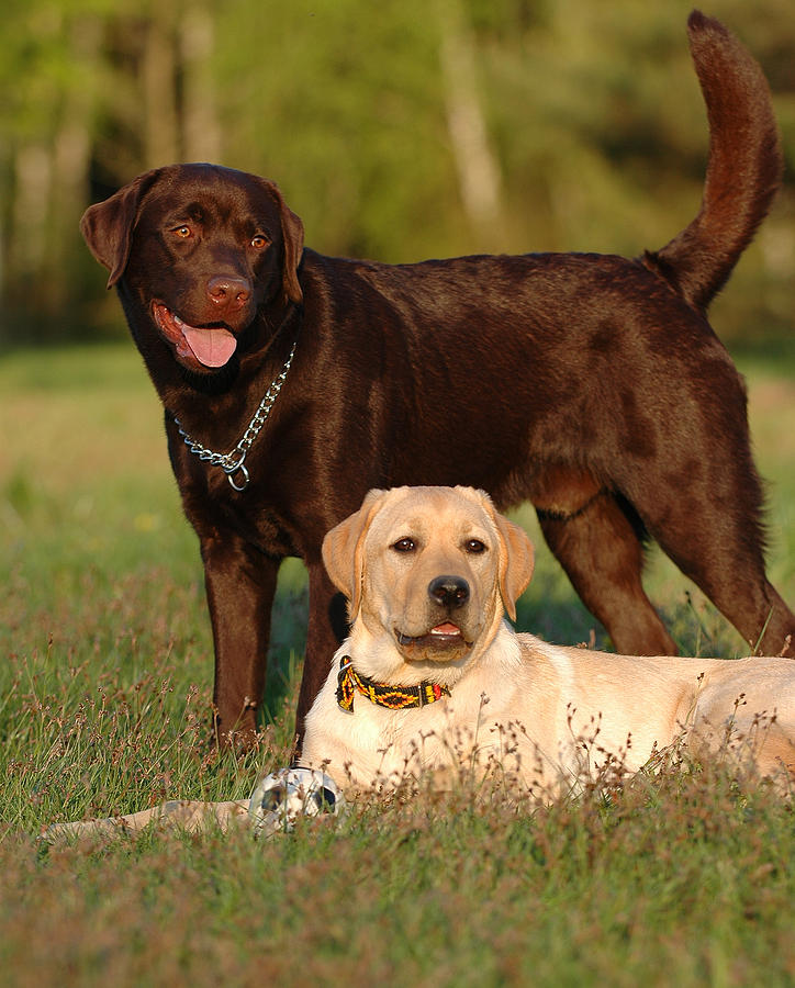 Two labrador retriever Photograph by Waldek Dabrowski