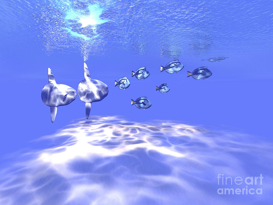 Fish Digital Art - Two Large Sunfish Swim With A Group by Corey Ford