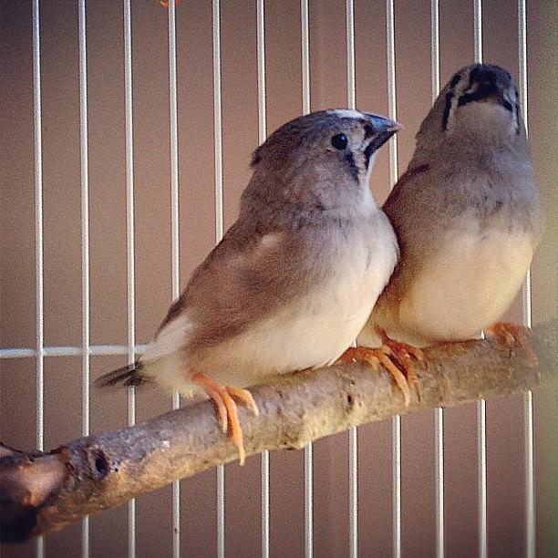 Bird Photograph - #two #little #birds #finches by Lori Lynn Gager
