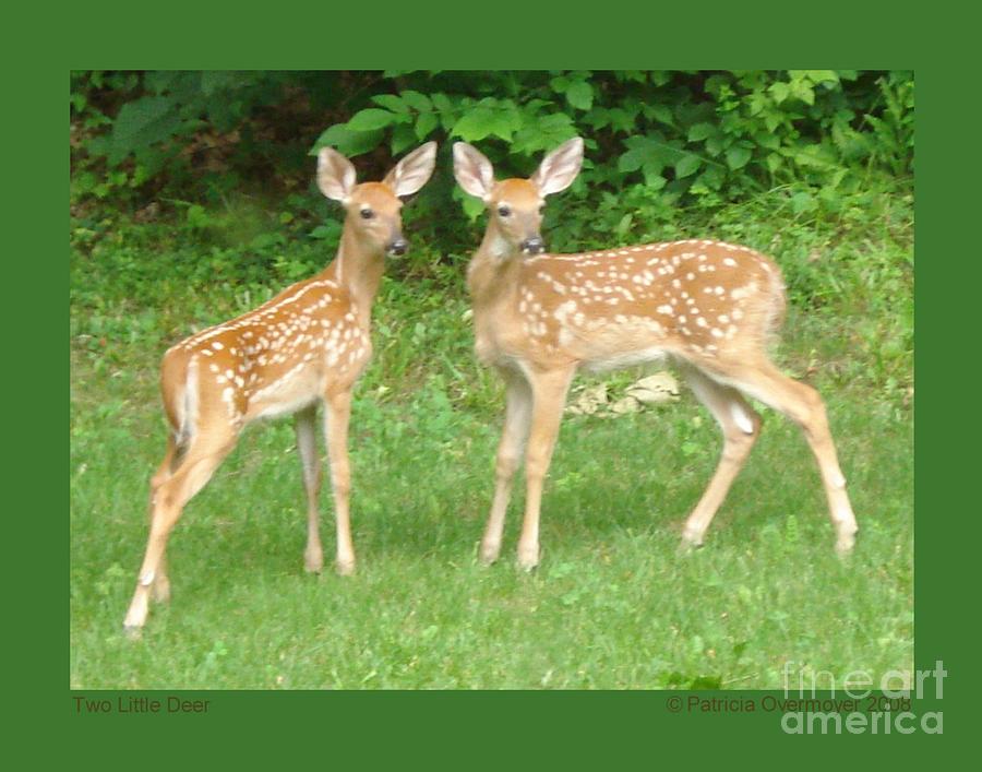 Two Little Deer Photograph by Patricia Overmoyer