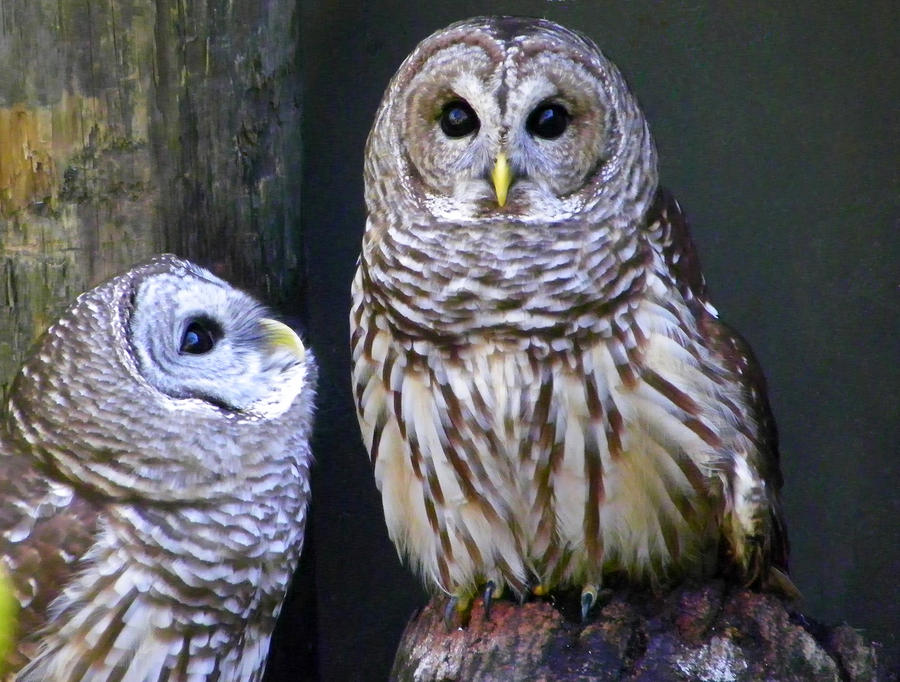 Two Little Owls Photograph by Judy Wanamaker