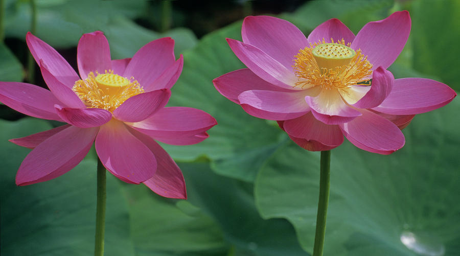 Lotus Flowers Photograph - Two Lotus by Elvira Butler
