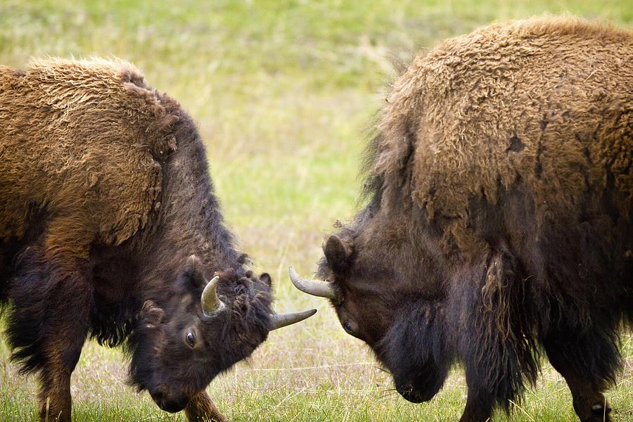 Yellowstone National Park Photograph - Two Male Bisons Buffalo Fighting At by Richard Wear