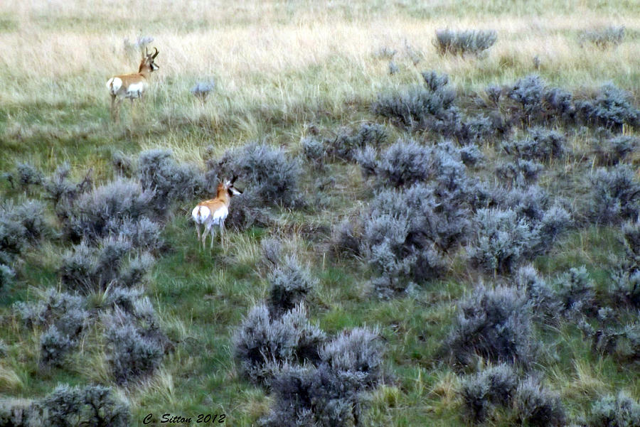 Two Male Pronghorn Photograph by C Sitton
