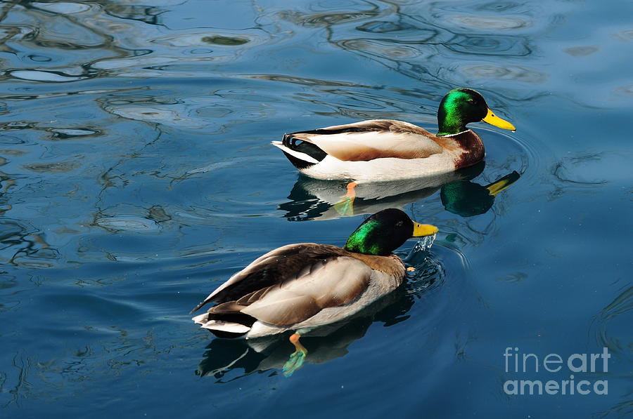 Two Mallard Ducks Photograph By D Nigon - Fine Art America