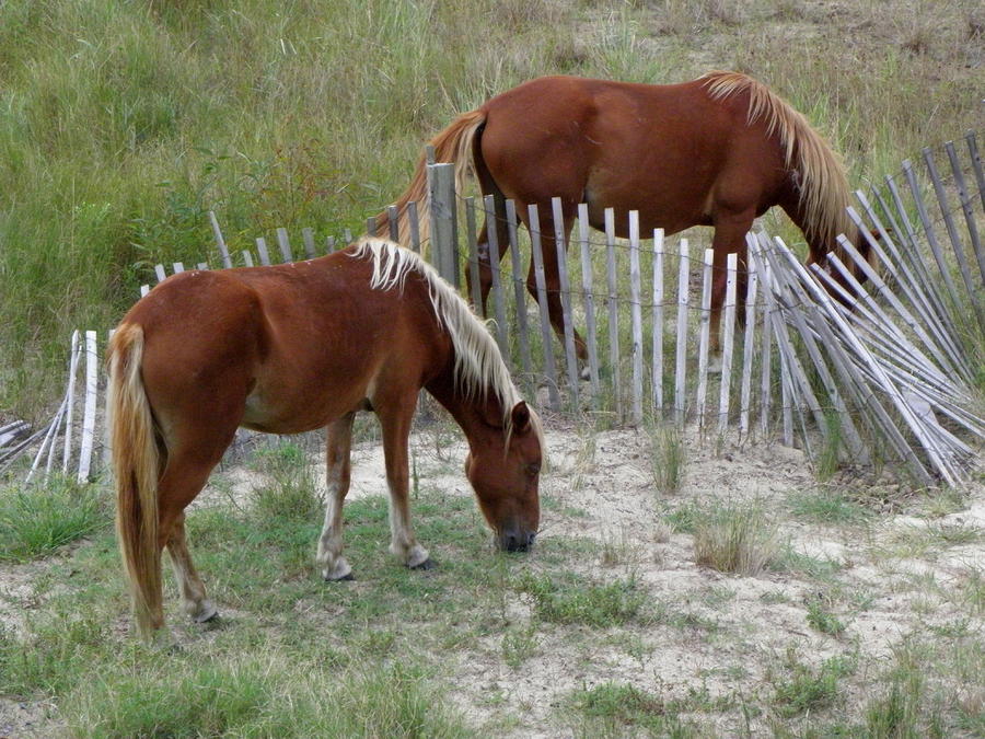 Two Mares Grazing Living Free In The Outer Banks Photograph by Kim Galluzzo
