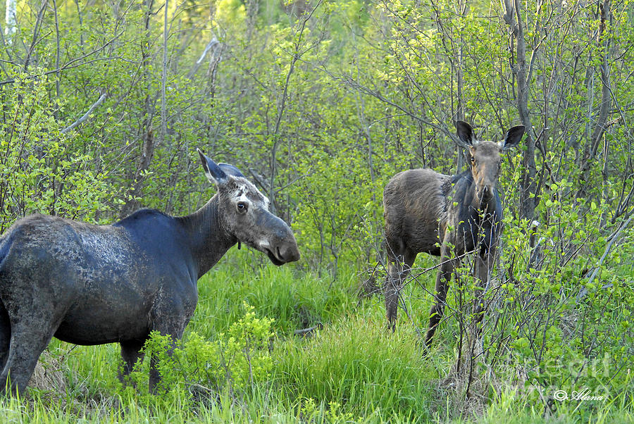 Two Moose Photograph by Alana Ranney | Fine Art America