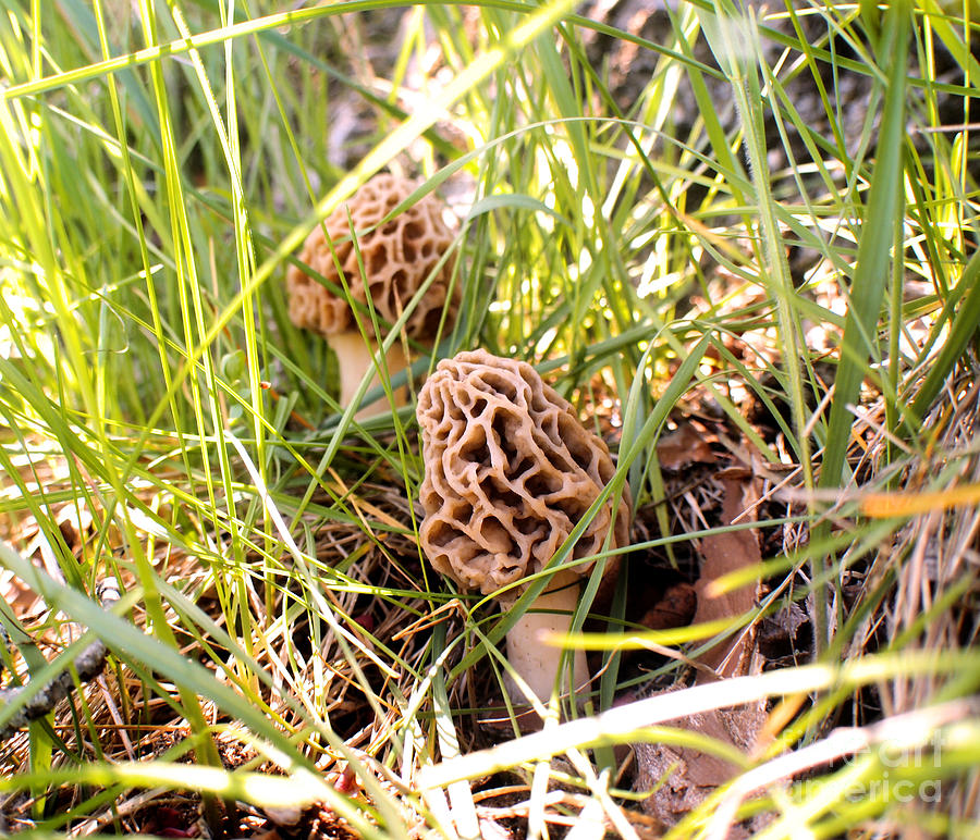 Two Morels Photograph by Angie Rea