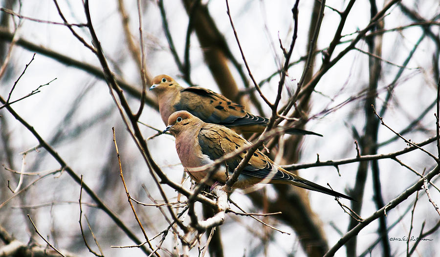 Two Mourning Doves Photograph by Ed Peterson
