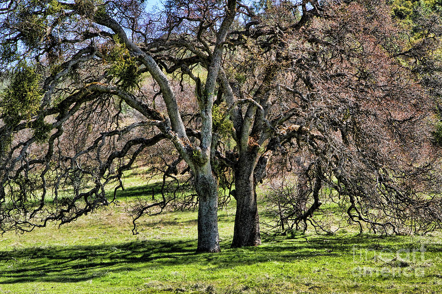 Two Oaks Photograph by Edward R Wisell