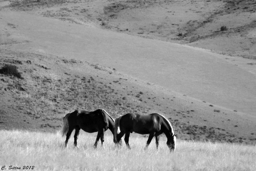 Two of a Kind Photograph by C Sitton