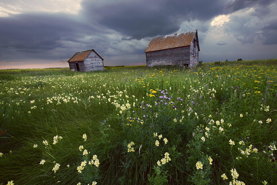 Barn Photograph - Two Old Granaries With Prairie by Dan Jurak