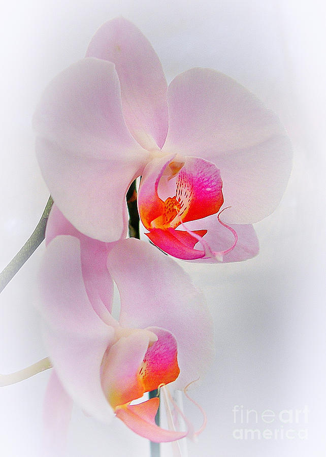Two Orchids Photograph by Judi Bagwell