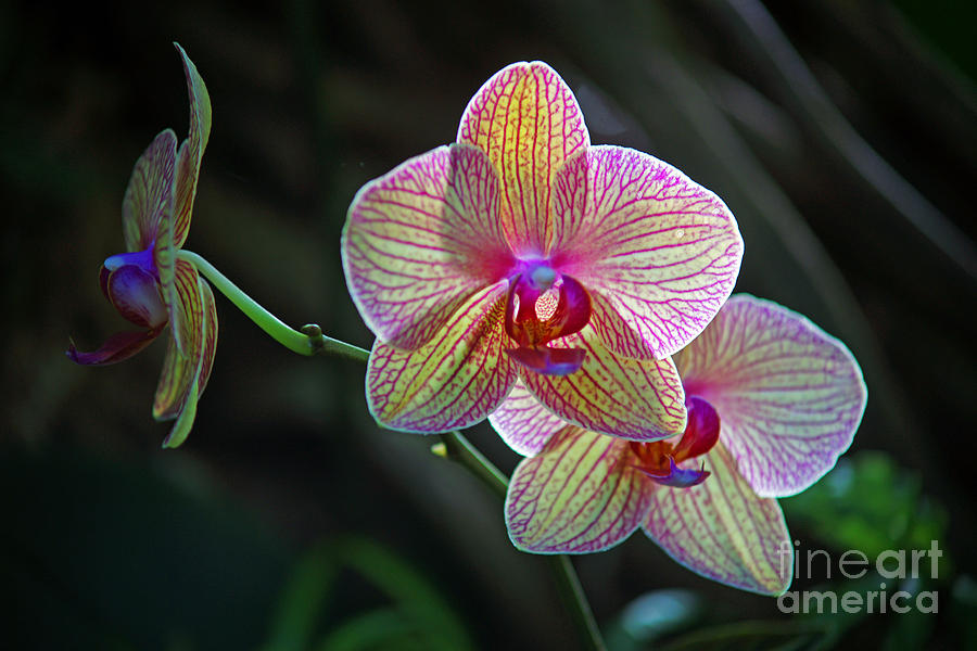 Two Orchids Photograph by Randy Harris