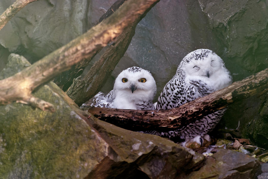 Owl Photograph - Two Owls by Design Windmill