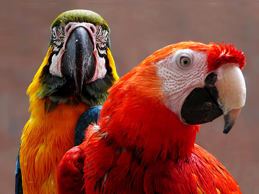 Two Parrots Closeup Photograph by Susan Savad