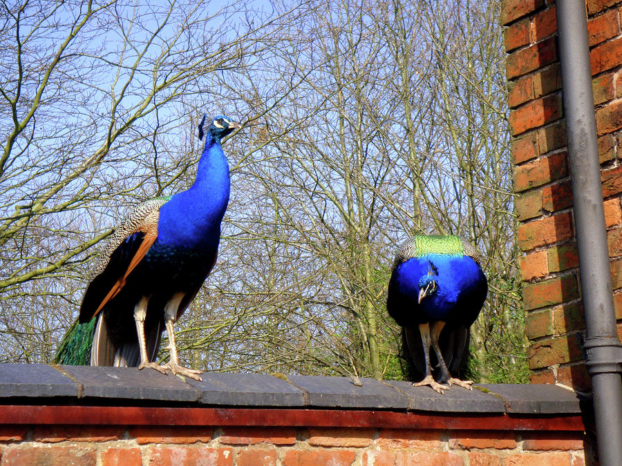 Two Peacocks on the Wall Photograph by Roberto Alamino