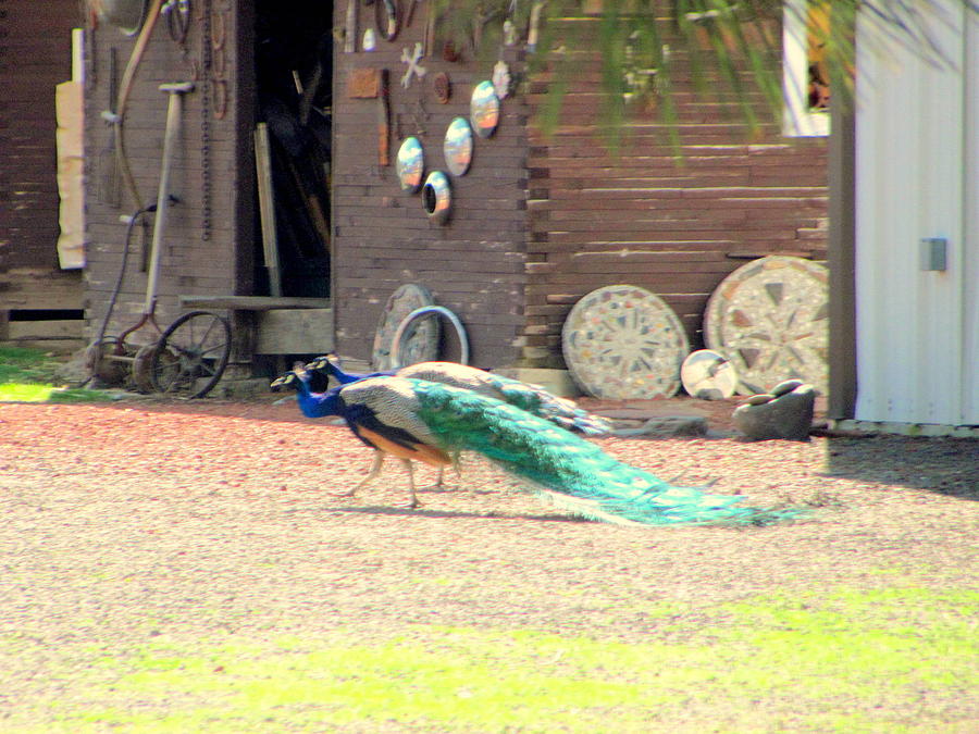 Two Photograph - Two peacocks Running by Amy Bradley