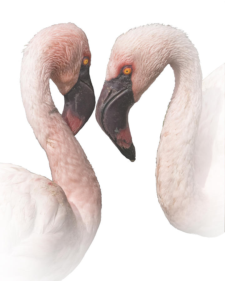 Two Pink Flamingo Love Birds Photograph