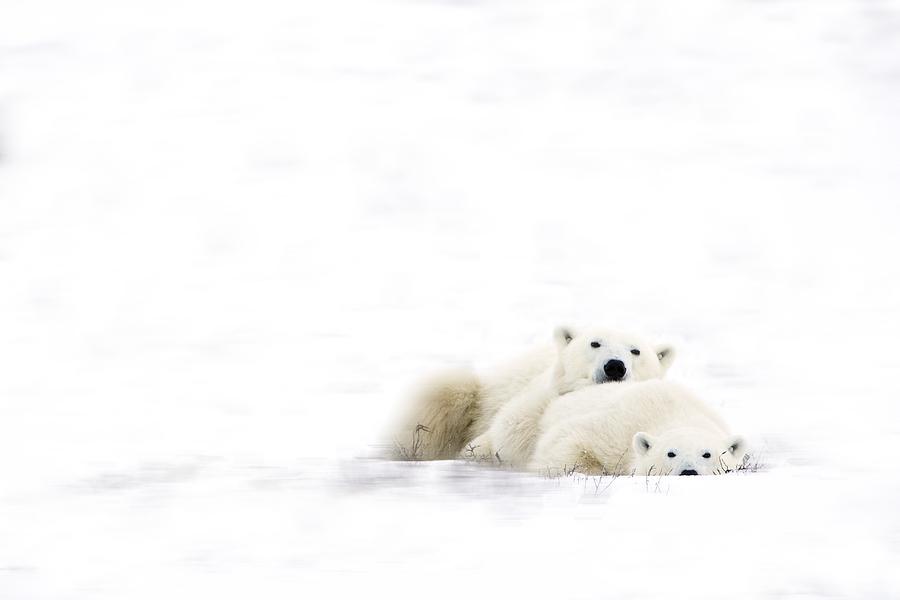 Animal Photograph - Two Polar Bears Snuggling by Richard Wear