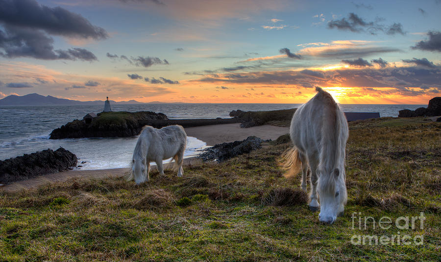 Sunset Photograph - Two ponies grazing by Rory Trappe