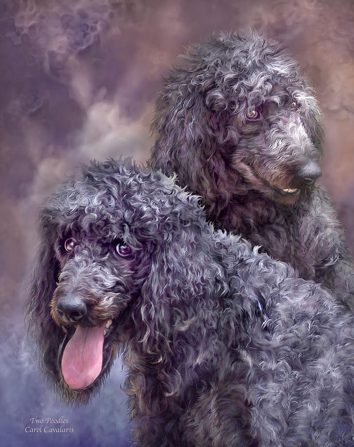 Two Poodles Mixed Media by Carol Cavalaris