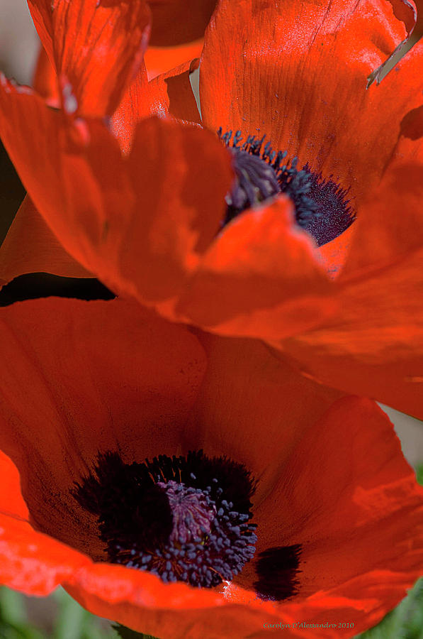Two Poppies Photograph by Carolyn DAlessandro
