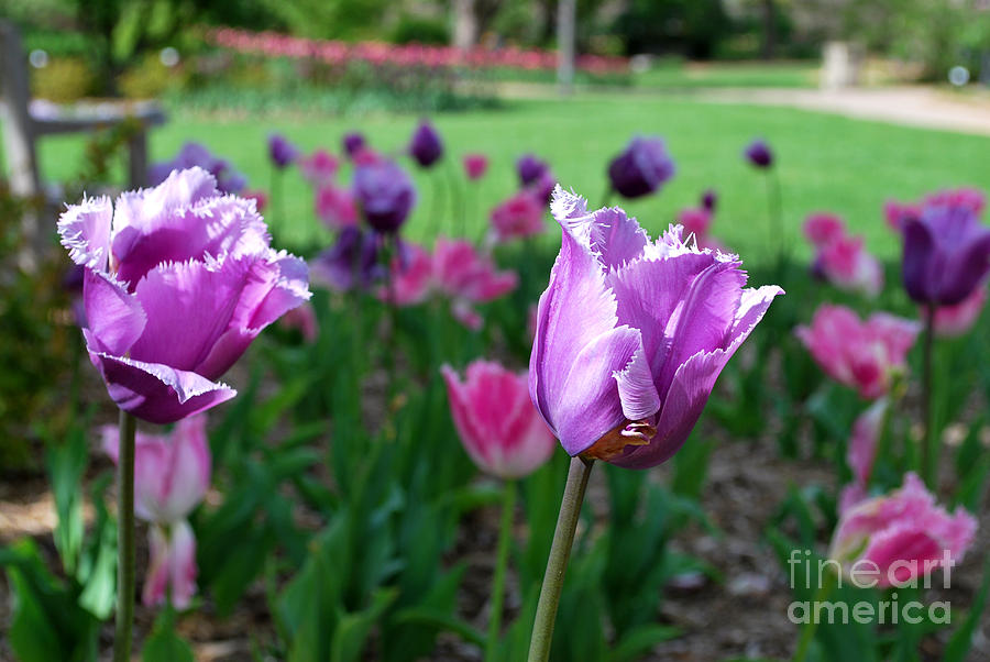 Two Purple Tulips Photograph by Nancy Mueller