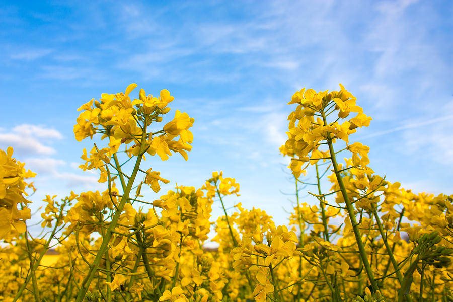 Two Rapeseed Canolas Photograph by Semmick Photo
