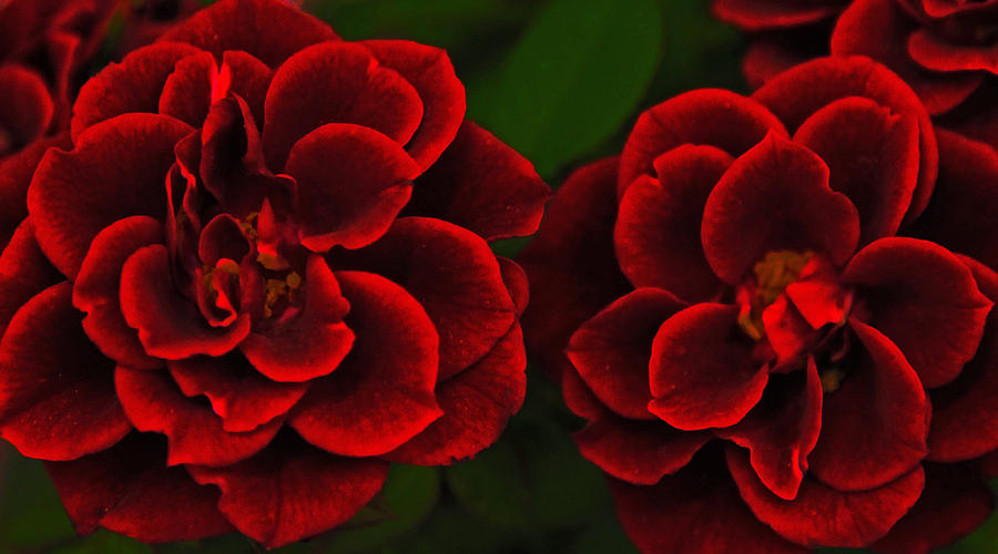 Two Red Roses Photograph by John Stuart Webbstock